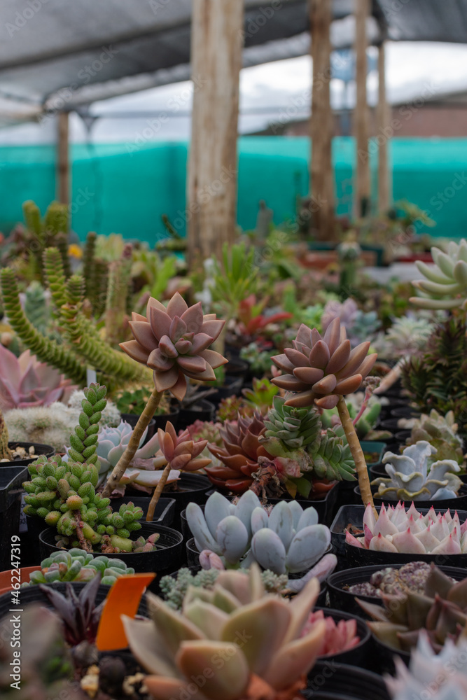 Obraz premium Succulent plant nursery or garden shop. general view of colorful and varied succulent plants in a green house