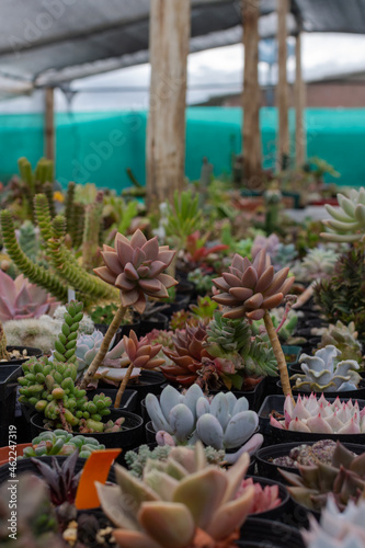 Succulent plant nursery or garden shop. general view of colorful and varied succulent plants in a green house