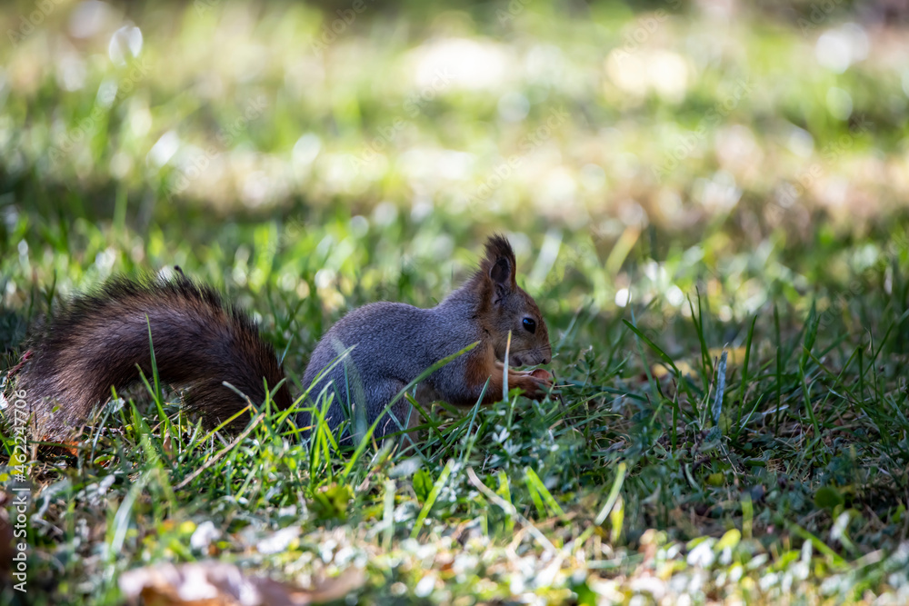 red squirrel harvests nuts for the winter in an autumn yellow park in sunny weather red squirrel harvests nuts for the winter in an autumn yellow park in sunny weather