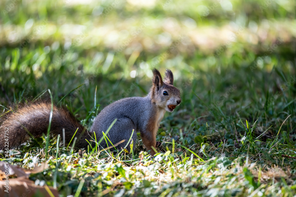 red squirrel harvests nuts for the winter in an autumn yellow park in sunny weather red squirrel harvests nuts for the winter in an autumn yellow park in sunny weather