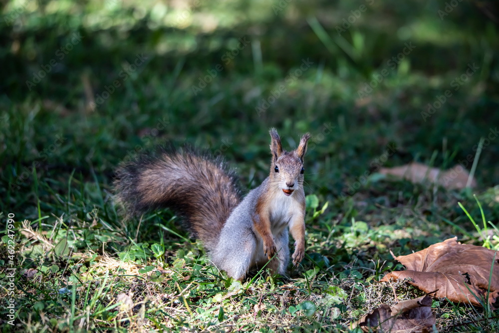 red squirrel harvests nuts for the winter in an autumn yellow park in sunny weather red squirrel harvests nuts for the winter in an autumn yellow park in sunny weather