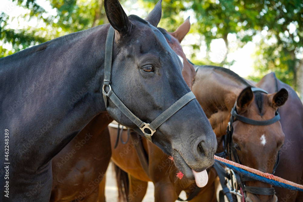Fototapeta premium polo horse waiting for a game