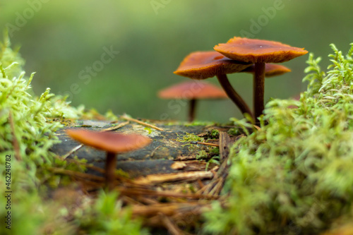 forest mushrooms on a green background