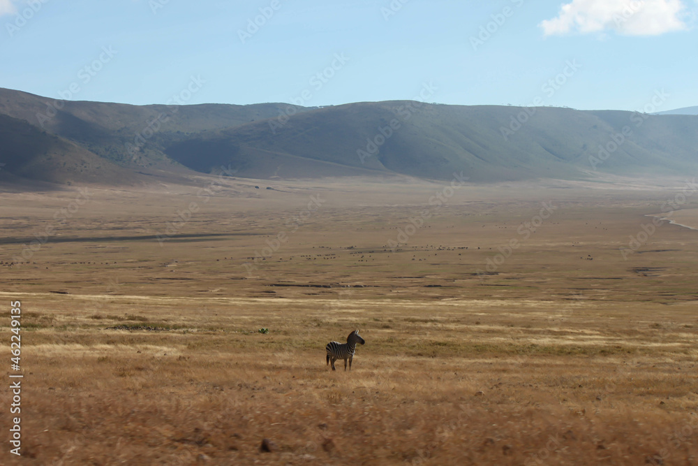 Fototapeta premium Lone wild zebra on the vast grassland in the countryside