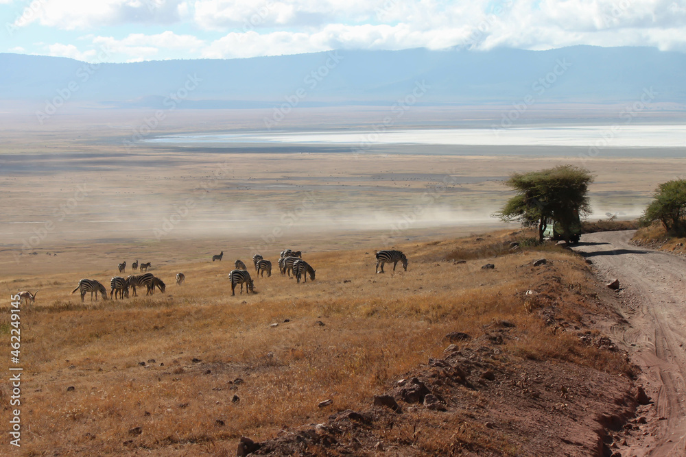 Fototapeta premium Herd of zebra and wildebeest foraging on the dried grasses in the wild