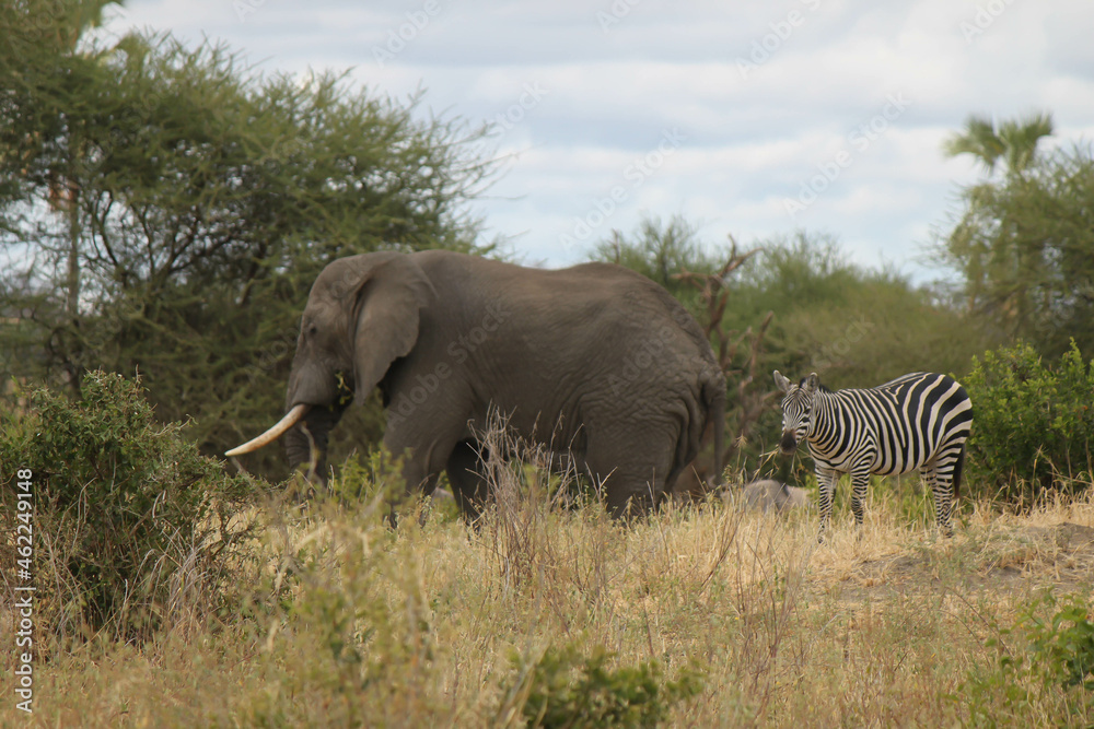 Fototapeta premium Wild zebra and elephant foraging on the dried grasses