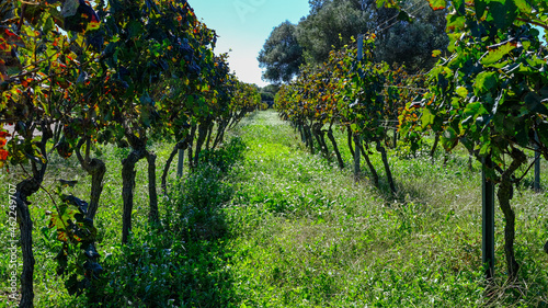 vineyard in Sant Lluis, Menorca, Balearic Islands, Spain.