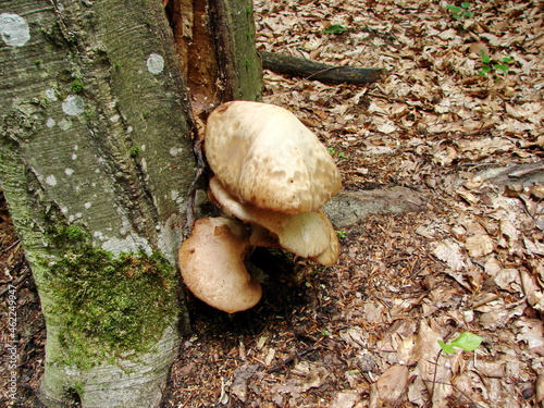 Interested look at the mushrooms growing on the trunk of a forest tree.
