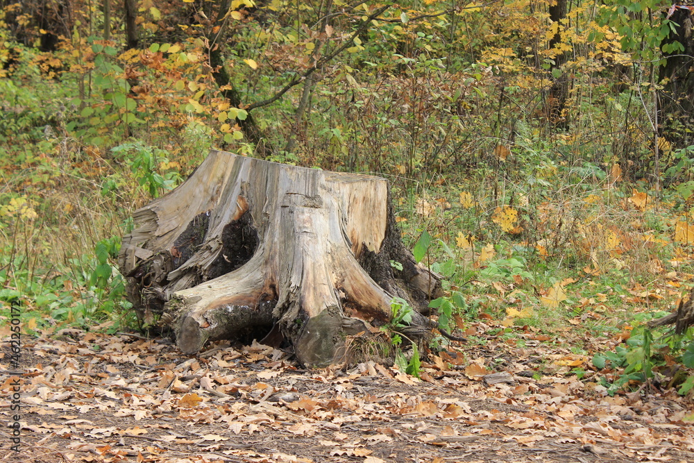 Old tree stump in the forest. Russia. Old tree stump in the forest. Russia.
