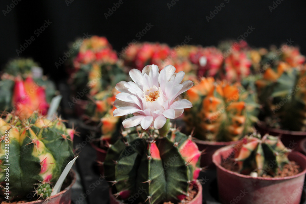 succulents and cactus blooming flowers succulents and cactus blooming flowers