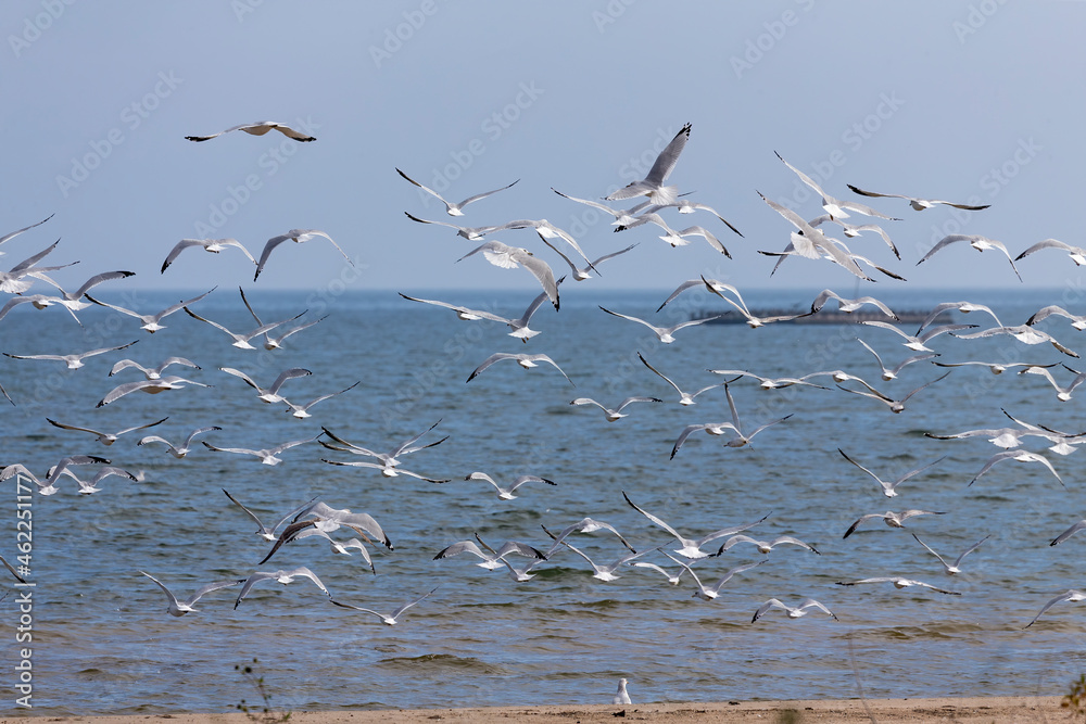 Flock of seagulls
departing on the shores of Lake Michigan