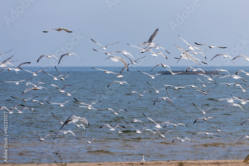 Flock of seagulls departing on the shores of Lake Michigan