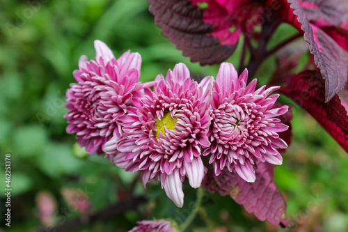 close up of a flower