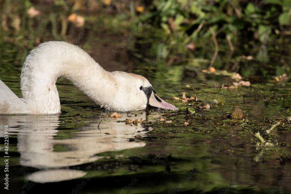 Mute swan Cygnus olor, swan meal on a small pond in the Barycz Valley, ecosystem, pond and waterfowl habitat Mute swan Cygnus olor, swan meal on a small pond in the Barycz Valley, ecosystem, pond and waterfowl habitat