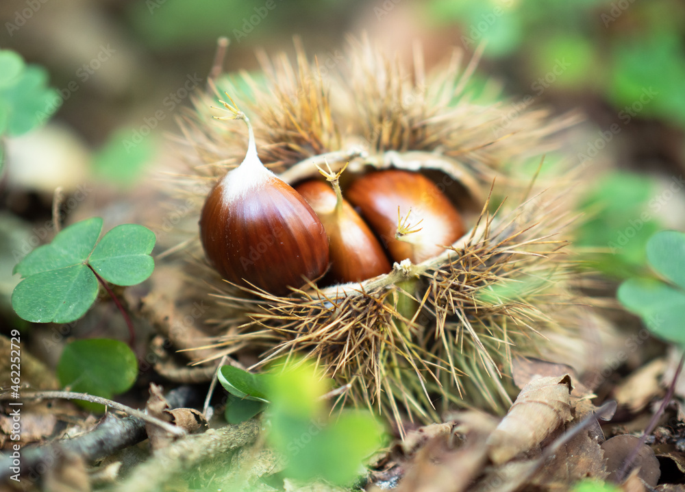 Closeup of chestnut husk with autumnal fruit in the wood Closeup of chestnut husk with autumnal fruit in the wood