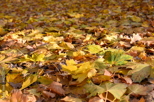 Autumn background of bright yellow maple leaves illuminated by the sun on the ground in the forest