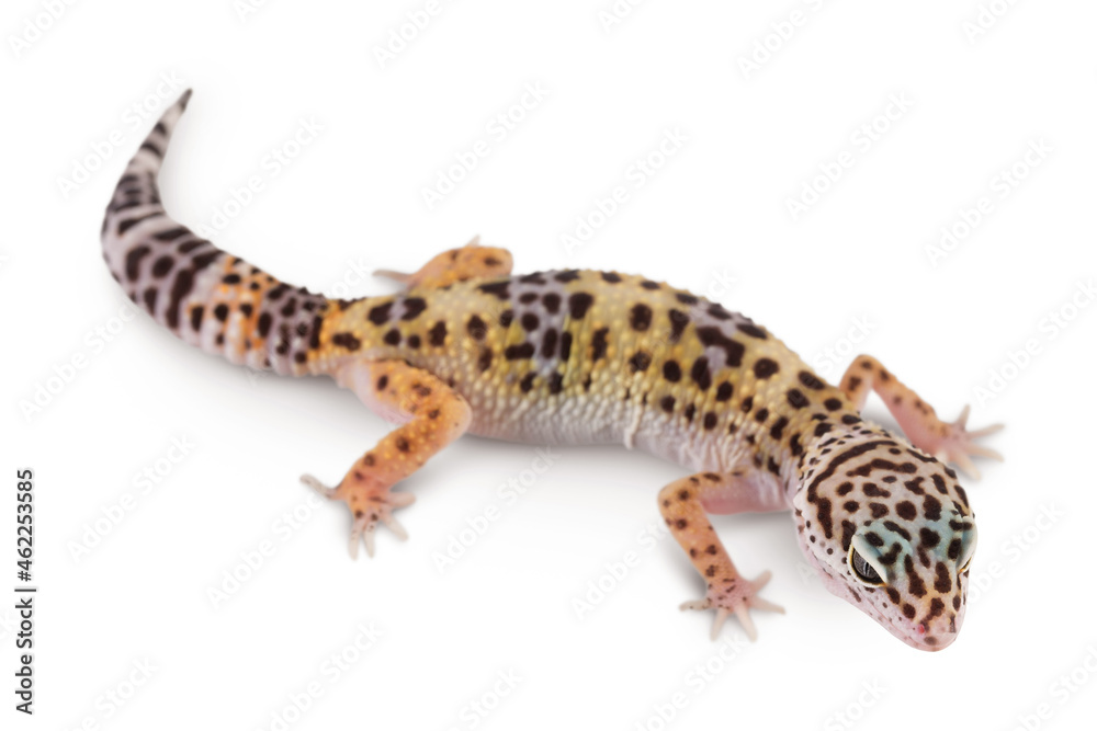 Leopard gecko or Eublepharis macularius isolated on white background with clipping path and full depth of field Leopard gecko or Eublepharis macularius isolated on white background with clipping path and full depth of field