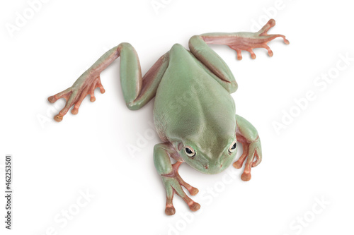 The Australian green tree frog isolated on white background with clipping path and full depth of field, Top view. Flat lay
