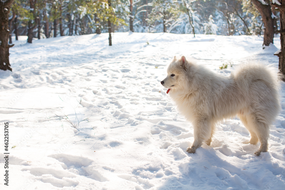 Fototapeta premium Portrait of a samoyed dog standing in the snow in a coniferous forest in the sun