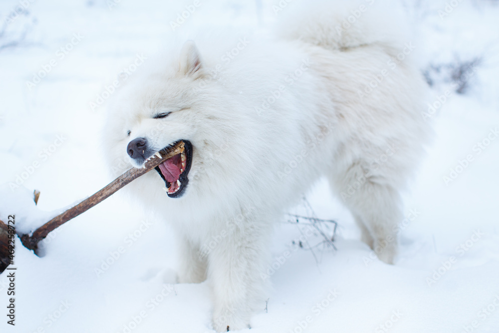 Fototapeta premium An adult male Samoyed is gnawing a stick in the snow