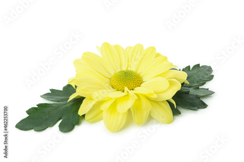 Beautiful yellow chrysanthemum isolated on white background