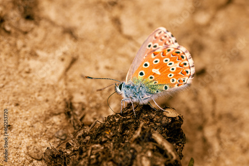 Cupido mínimus photo