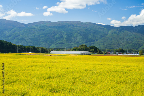 実りの秋　田園風景 © kikisora