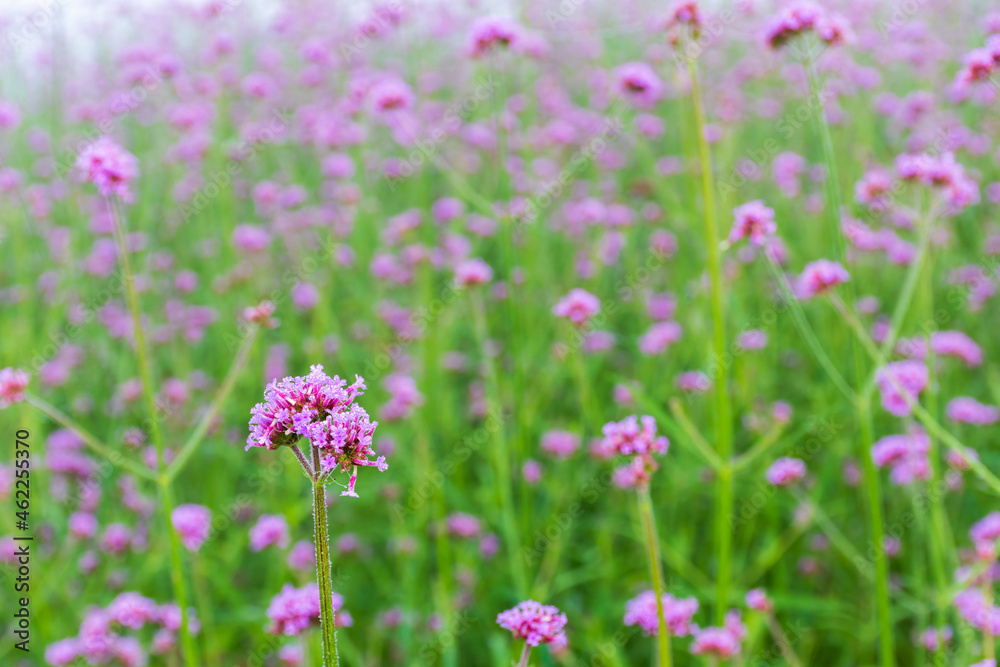 Verbena flowers blossom in the field on blurred background.