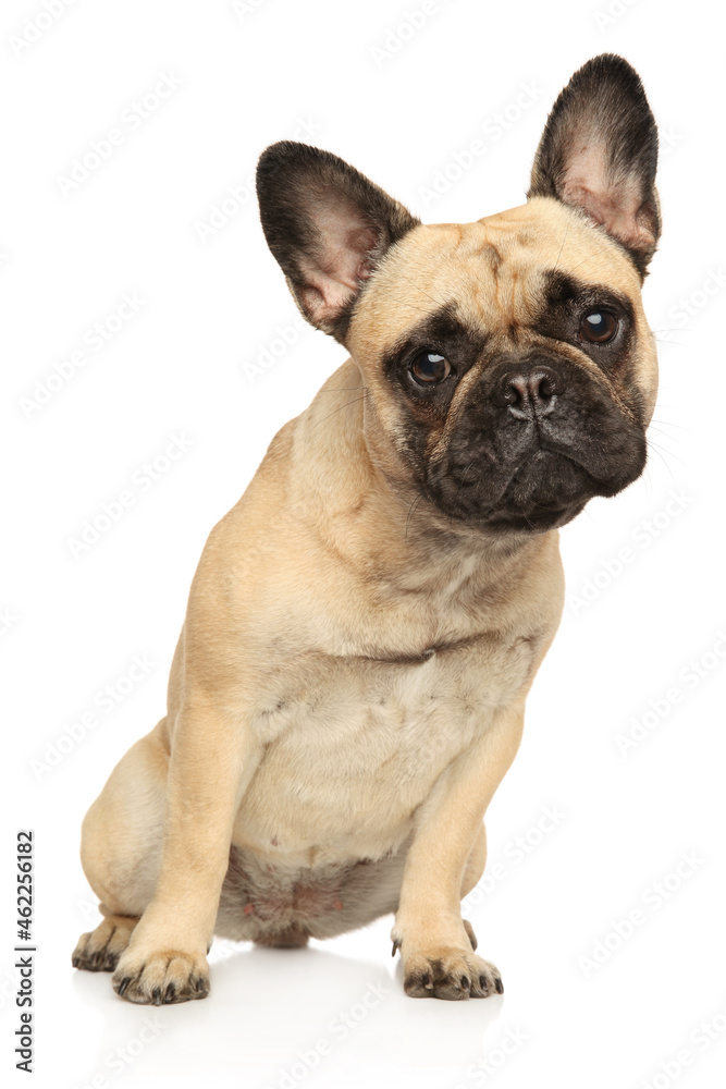 Sad French bulldog puppy