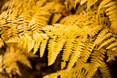 Fall leaves