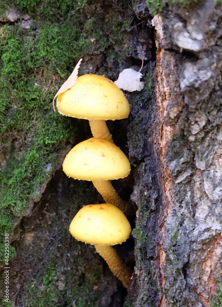 Royal mushrooms (Pholiota aurivella) on a tree trunk in autumn, selective focus, vertical orientation.