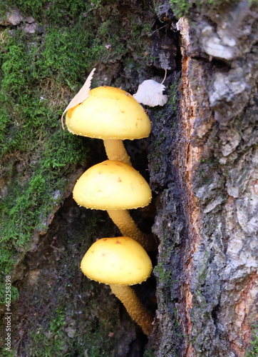 Royal mushrooms (Pholiota aurivella) on a tree trunk in autumn, selective focus, vertical orientation.