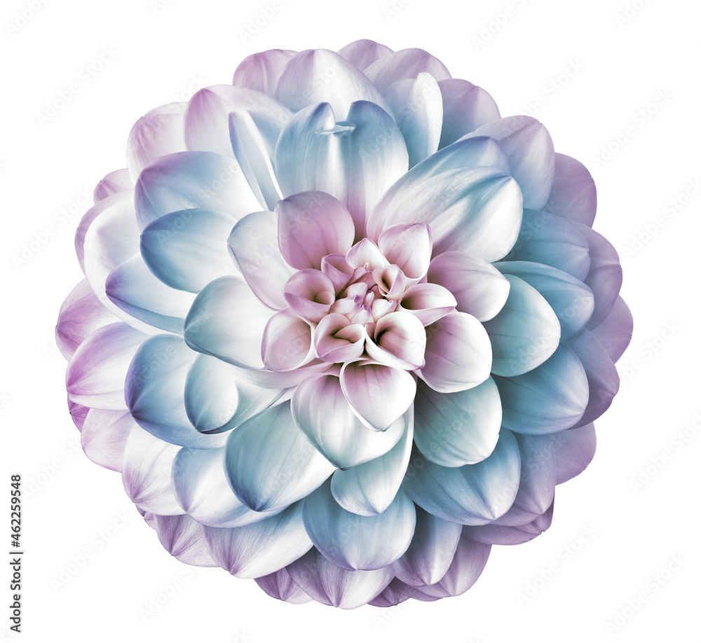 Fototapeta premium Dahlia flower, isolated on a white background. Closeup. For design. Nature. 