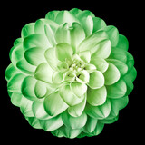 Green dahlia flower, black isolated background. Closeup. For design. Nature.	
