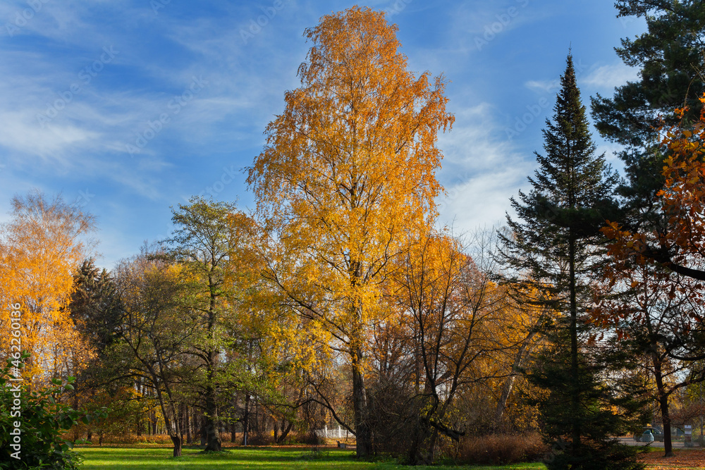 Autumn city park with tall trees and bright foliage Autumn city park with tall trees and bright foliage