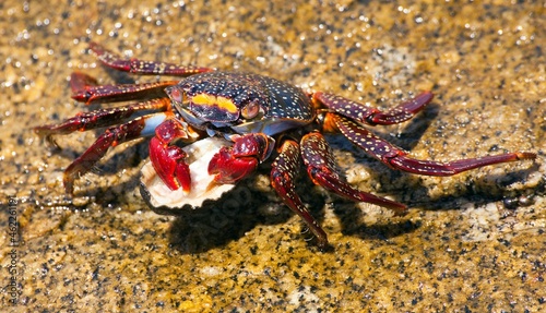 Red crab sitting on stone, sea crustacean