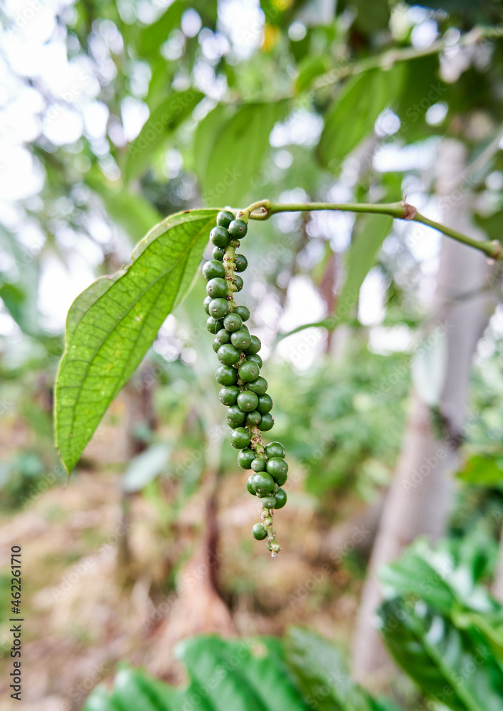close-up of black pepper plant planted in a small garden. black pepper is growing a lot in the plantation.