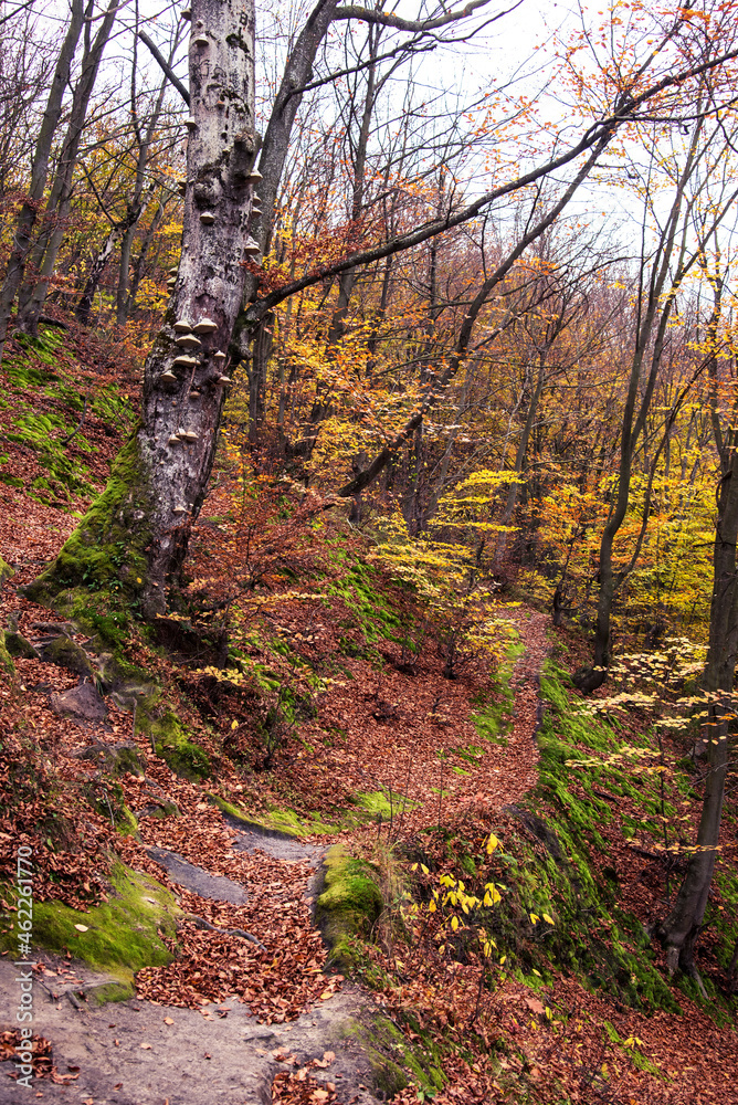 Beautiful autumn landscape in the forest with yellow trees, fallen leaves and green moss.