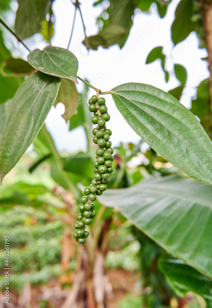 Fototapeta premium close-up of black pepper plant planted in a small garden. black pepper is growing a lot in the plantation.