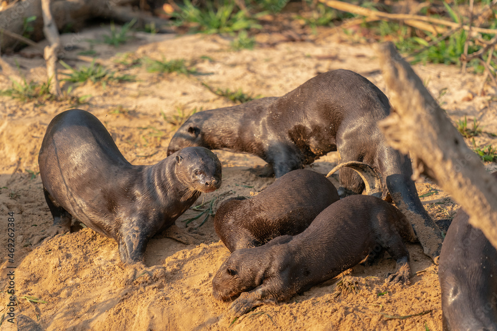 Fototapeta premium The giant otter or giant river otter (Pteronura brasiliensis)