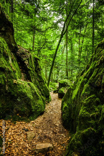 Wanderweg mit Herbstlaub im Wald