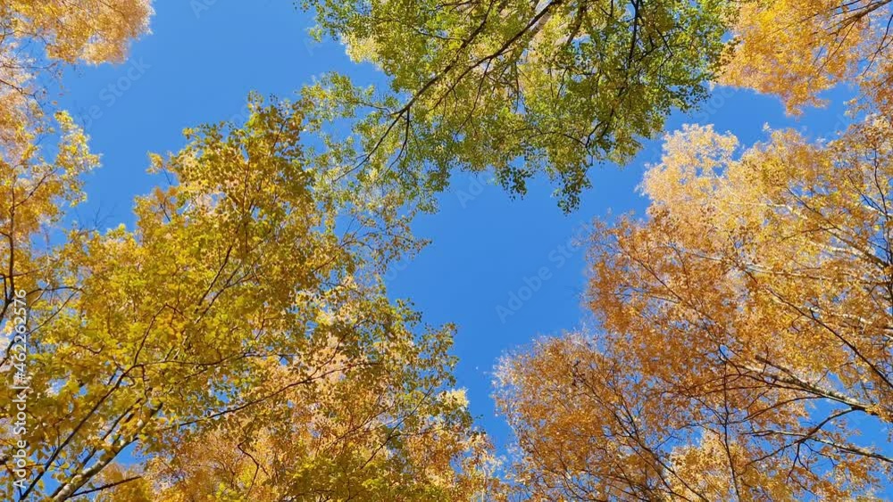 The Autumn Park. Autumn trees. Autumn Park. The Autumn Park. Autumn trees. Autumn Park.