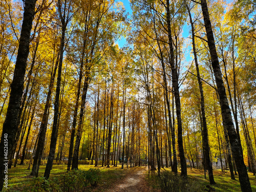 The Autumn Park. Autumn trees. Autumn Park.