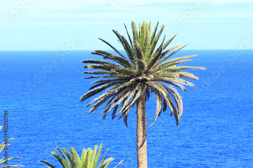 palm tree on the background of the ocean