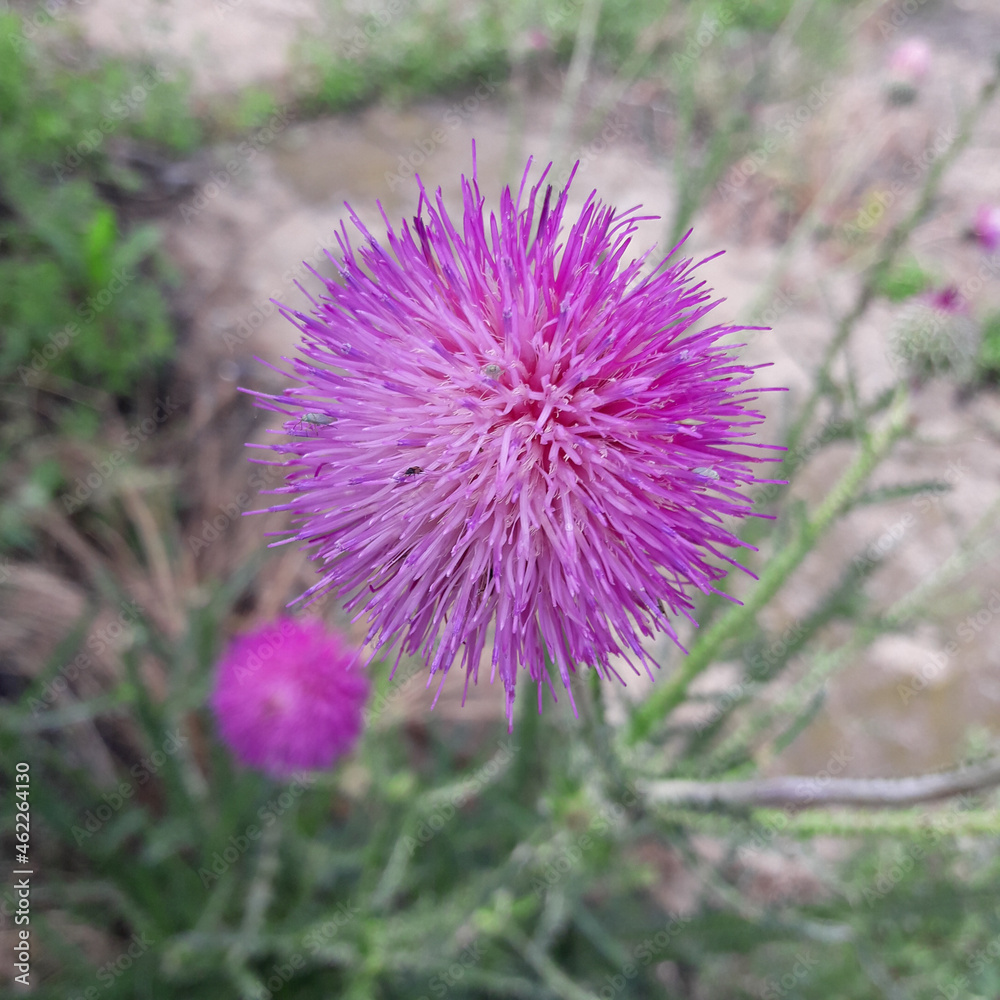 Milk thistle flowers Milk thistle flowers