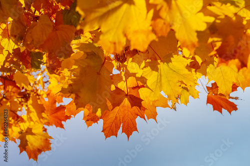 yellow leafs of maple tree on blue sky background photo