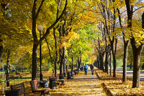 People are walking in the autumn park, beautiful yellow trees