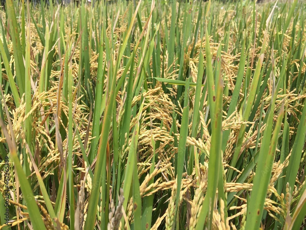 Obraz premium Indonesian local rice ready for harvest in a few weeks. The golden yellow color is a sign that the rice is ready to be harvested immediately.