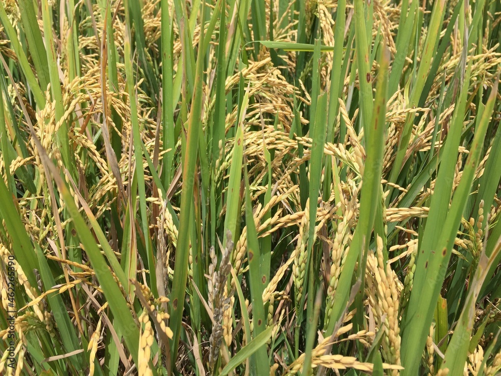 Indonesian local rice ready for harvest in a few weeks. The golden yellow color is a sign that the rice is ready to be harvested immediately. Indonesian local rice ready for harvest in a few weeks. The golden yellow color is a sign that the rice is ready to be harvested immediately.