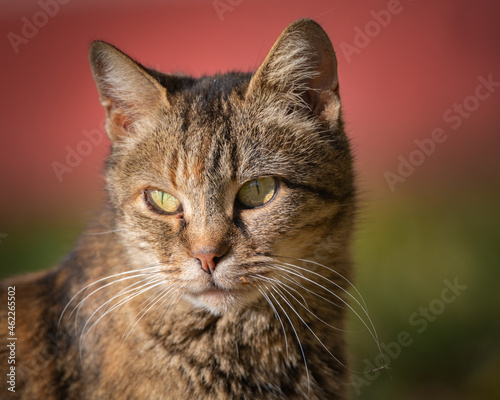 Portrait of a beautiful purebred cat in the autumn park, close-up.